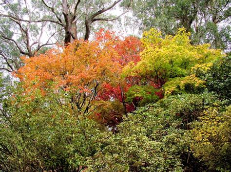 Blue Mountains Botanic Garden Autumn Colours – Ausemade