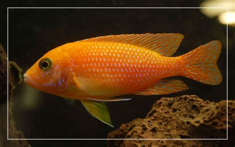 10 Orange Freshwater Aquarium Fish (With Pictures)