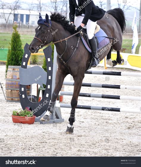 Equestrian Jumping On Black Horse Competition Stock Photo 75503020 ...