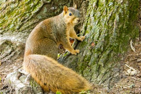 Squirrel at Forest Park in Brazil Indiana captured by Wandering Ways Photography 2016 Forest ...