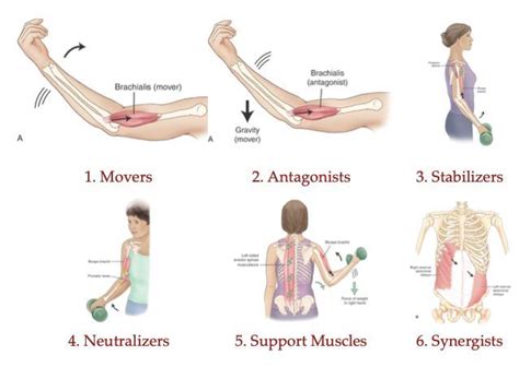 Understanding when muscles contract or don’t contract, and the variety of roles a muscle can ...