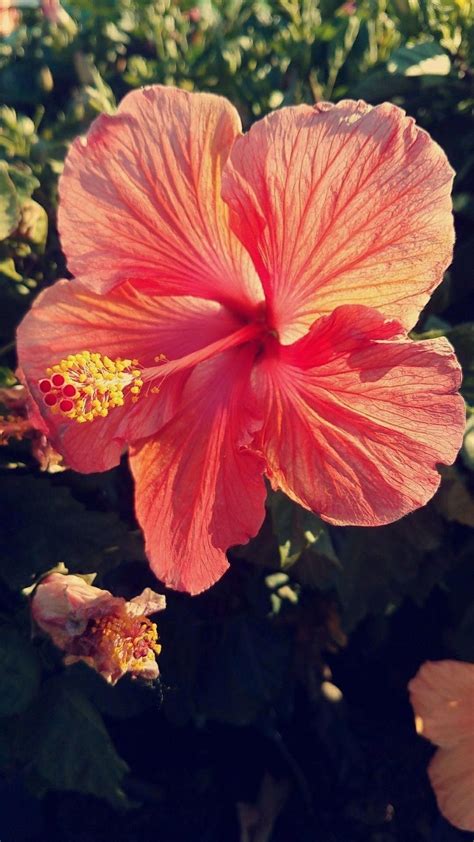 Pin on Hibiscus Varieties