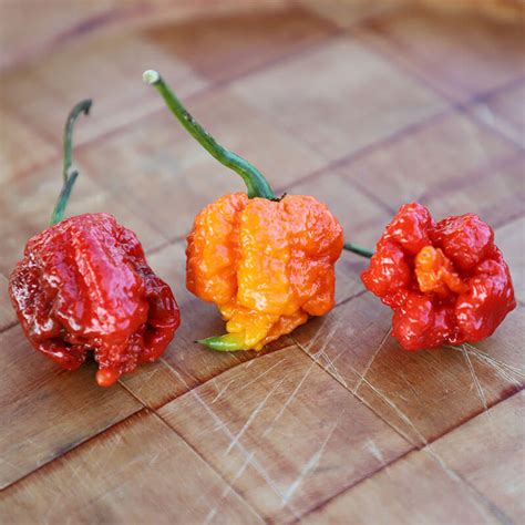 Pepper Carolina Reaper – Harris Seeds