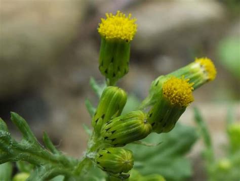 Senecio vulgaris, Groundsel: identification, distribution, habitat