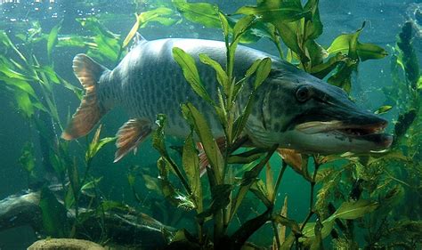 Fish Index: Muskellunge (Esox masquinongy)