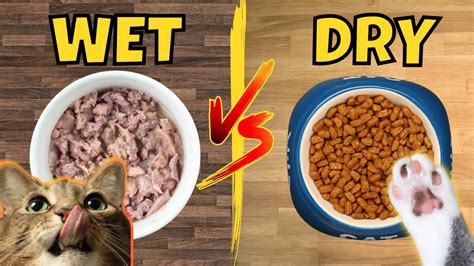 Wet Vs. Dry Cat Food - BuzzyPet