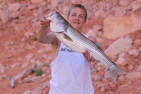 Lake Powell Fishing Report by Wayne Gustaveson 6-5-14 – Ambassador ...