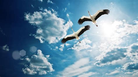 🔥 [80+] Birds Flying Wallpapers | WallpaperSafari