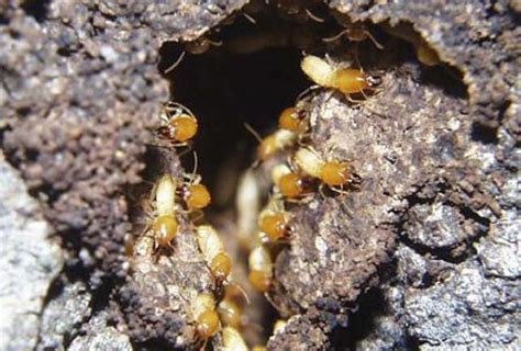 Subterranean Termites: The Danger Underground | Home-and-garden | tucson.com