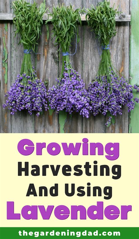 growing harvesting and using lavender in the garden with text overlay ...