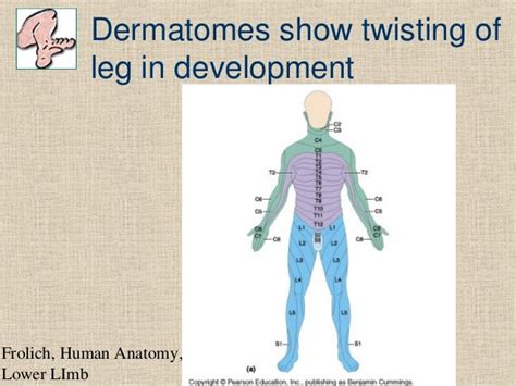 Lower Limb