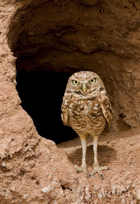 Burrowing Owl | Audubon Field Guide