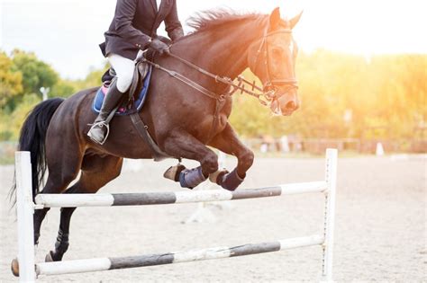 Types of Horse Jumping Events | Old Dominion Horse Jump Company