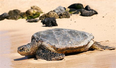 Beachgoers Ride Endangered Sea Turtle As It Tries to Lay Eggs in South ...