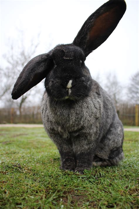 Continental Giant Rabbit — Peak Wildlife Park