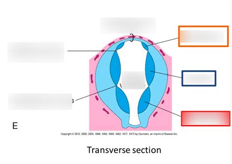 Diencephalon development Diagram | Quizlet