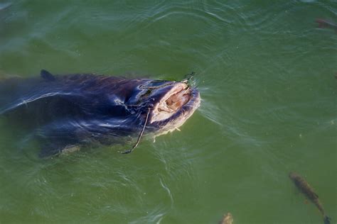 Chernobyl Giant Catfish in Nuclear Cooling Pond - Is it a Mutation?