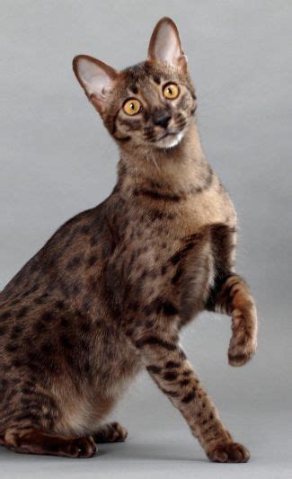 Savannah Best Of Breed Cat (2014-15): Sgc Alistsavannahs Black Zahara Brown (Black) Spotted ...