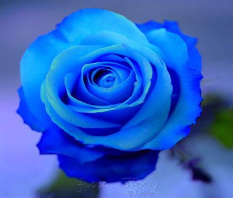 Rare blue rose Blue roses are a modern invention that has taken place ...