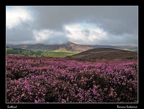 Fields of heather | Natural landmarks, Scenic views, Scenic