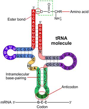 Talk:Translation (biology) - Wikipedia