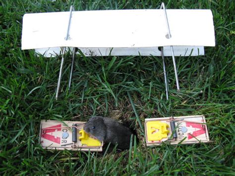 Vole Trapping kits | My Site