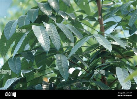 mahogany (Swietenia macrophylla), tree with leaves Stock Photo: 9522958 ...