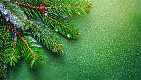 Background, Fir Branches, Christmas Free Stock Photo - Public Domain Pictures