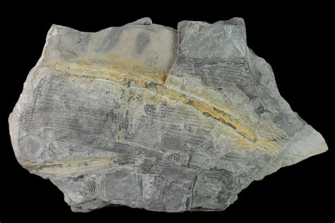 8.3" Pennsylvanian Horsetail (Calamites) Fossil - Kentucky (#137714) For Sale - FossilEra.com