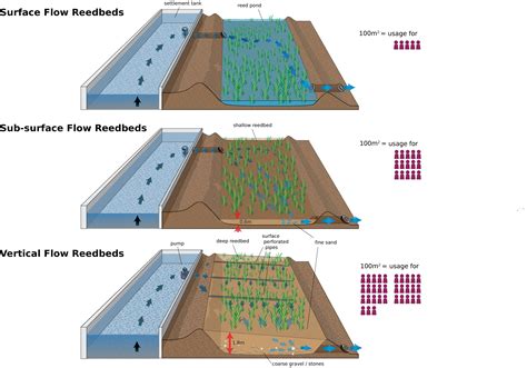 reed bed design details - Home design