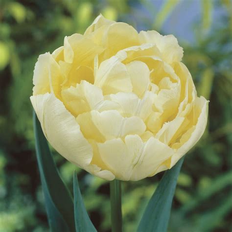 Tulip Double Verona Bulbs | Buy Online | Boston Bulbs