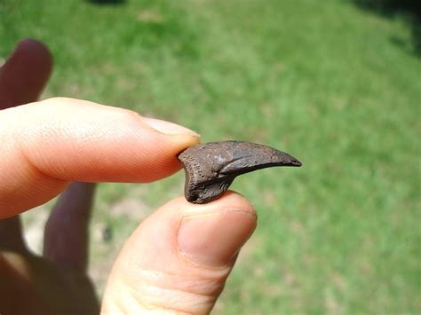 Rare Extinct Armadillo Claw Core | Xenarthra | FOSSILS | Prehistoric Florida