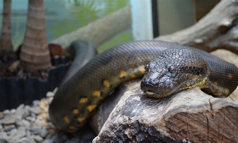 Green anaconda | Smithsonian's National Zoo and Conservation Biology ...