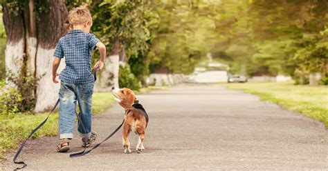 Puppy And Dog Walking Tips Dog Training The Kennel Club | atelier-yuwa.ciao.jp