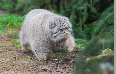 🔥 Pallas' Cat, native to mountains of Central Asia 🔥 : r/NatureIsFuckingLit