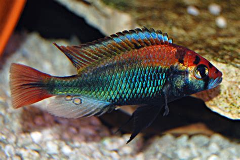 Ruby Green Haplochromis Cichlid REGULAR - Bluegrassaquatics.com