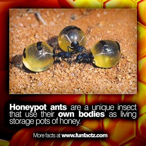 Honeypot ants are a unique insect that use their own bodies as living ...