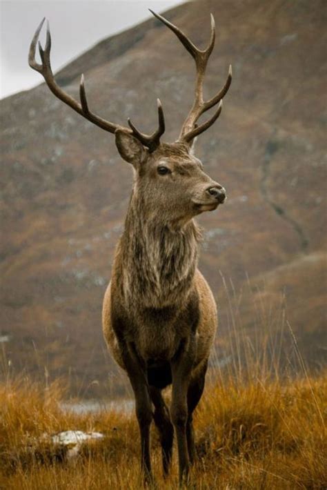 Voice of Nature | Imagenes de venados, Fotos de venados, Fotos de ...