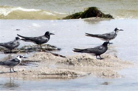 Black Tern Migration Underway | Bird Species - Birds and Blooms