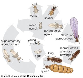 Termite | Characteristics, Infestation, & Behaviors | Britannica