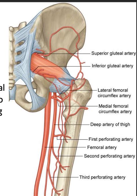 Superior Gluteal Artery