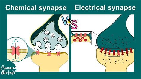 Chemical vs Electrical synapses | Neurology | Neuroanatomy | USMLE - YouTube