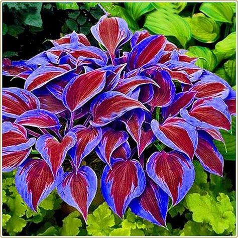 Vmoli Hosta Roots Tubers Hosta Bulbs Hardy Party Decoration Wedding Park Decoration Mysterious ...