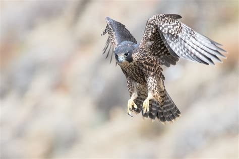 Peregrine falcons employ speed and strategy to capture agile prey ...