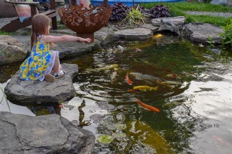 How to Care for Pond Fish - The Ultimate Guide - Splash Supply Company ...