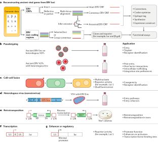 Origins and evolutionary consequences of ancient endogenous ...