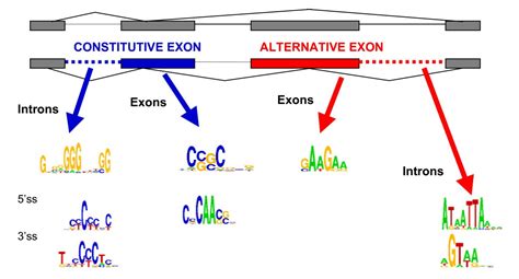 Prediction of alternatively skipped exons and splicing enhancers from exon junction arrays | BMC ...