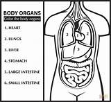 Free Anatomy Coloring Pages sketch template