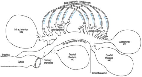 Bird Respiratory System