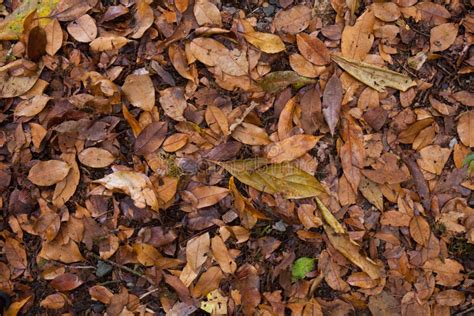 Background of a Pile of Leaves Stock Image - Image of rake, foliage: 57051355